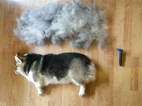 pet hairs