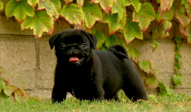 big pug teddy