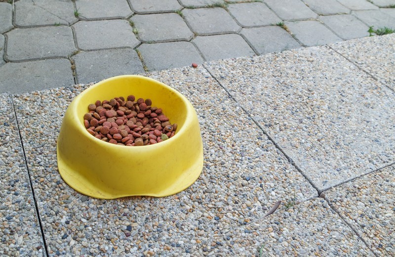 how-do-you-store-your-dog-s-dry-food-here-are-the-best-ways-to-keep